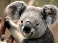 /album/mindenfele-szep-kepek/koala-jpg1/